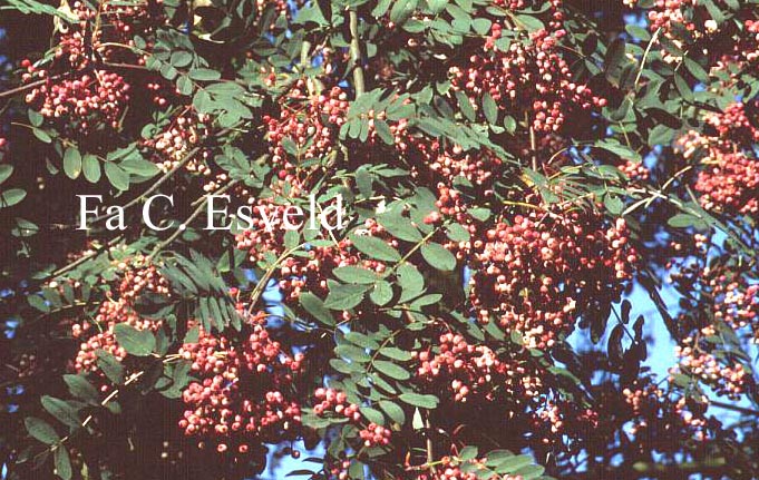 Sorbus hupehensis 'Rosea'