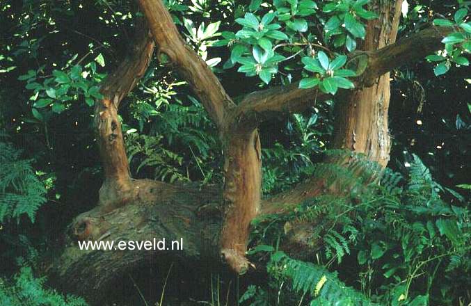 Arbutus andrachnoides