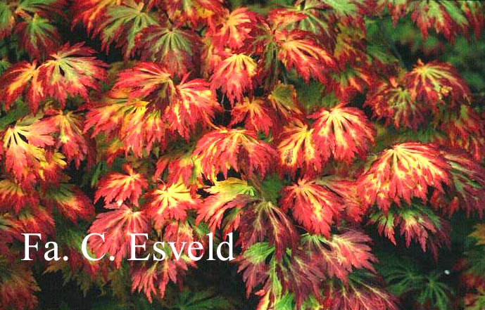 Acer japonicum 'Aconitifolium'