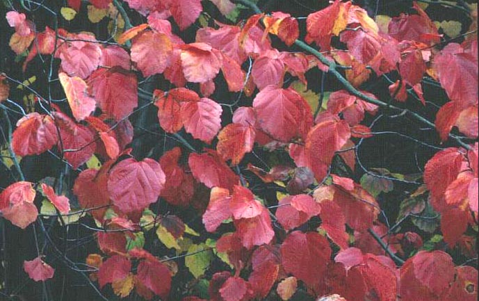 Fothergilla major