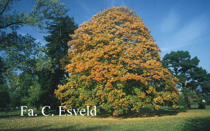 Acer opalus