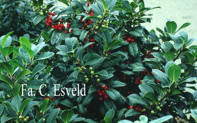 Ilex 'Clusterberry'