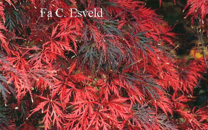 Acer palmatum 'Garnet'