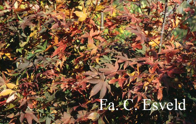 Acer palmatum 'Korean Gem'