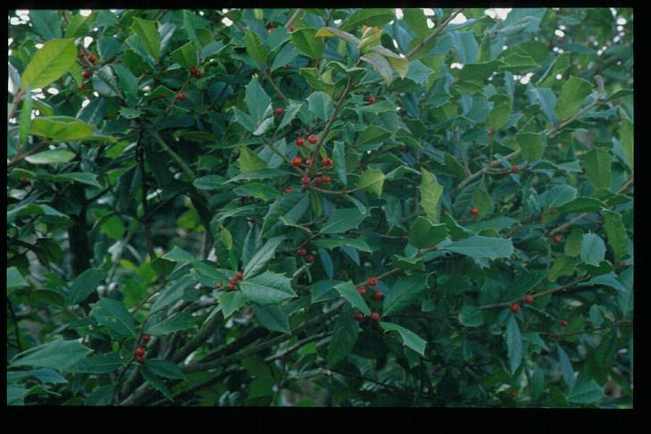 Ilex opaca 'Clarissa'