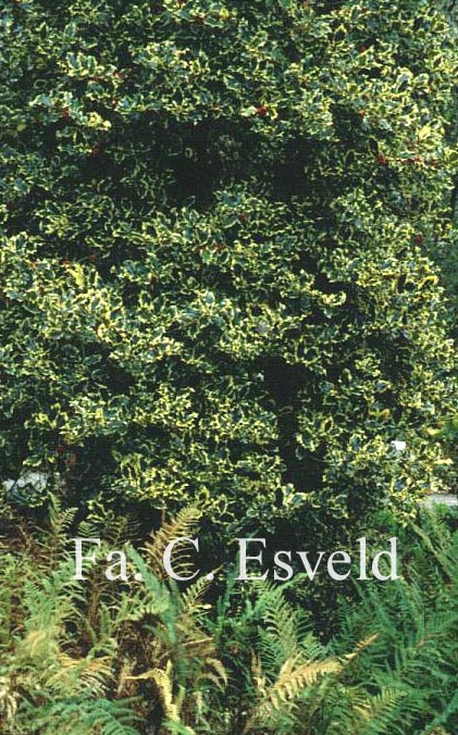 Ilex aquifolium 'Golden Queen'