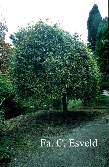 Ilex aquifolium 'Argentea Marginata Pendula'