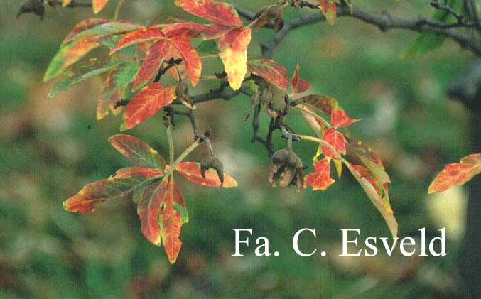 Acer maximowiczianum