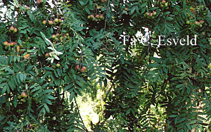 Sorbus domestica