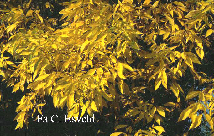 Carya ovata