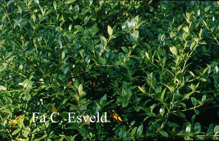 Buxus balearica