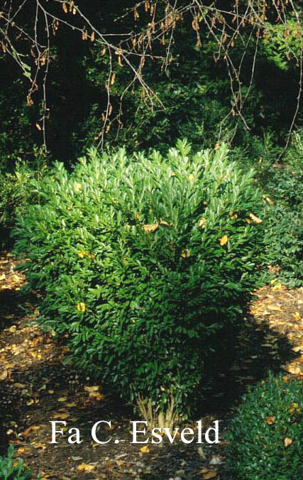 Buxus bodinieri