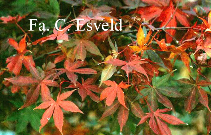 Acer palmatum 'Ichigyo Ji'