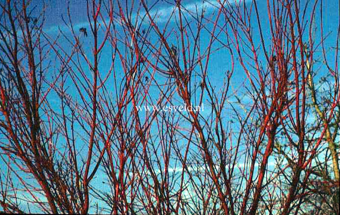 Acer palmatum 'Sango kaku'