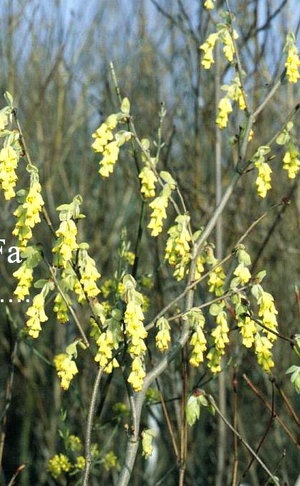 Corylopsis spicata