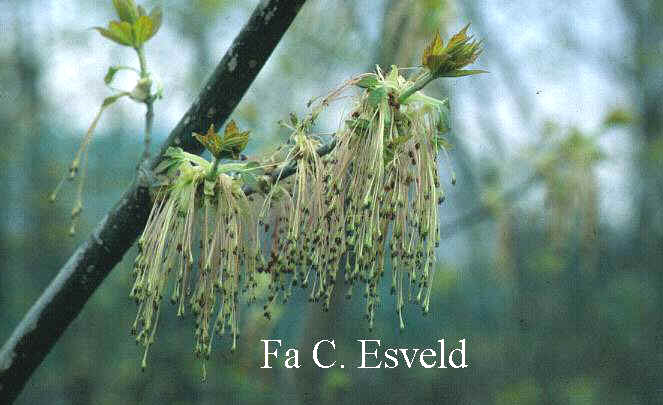 Acer negundo ssp. interius