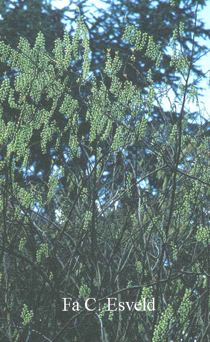 Stachyurus chinensis