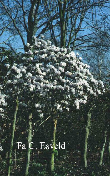 Rhododendron rubiginosum