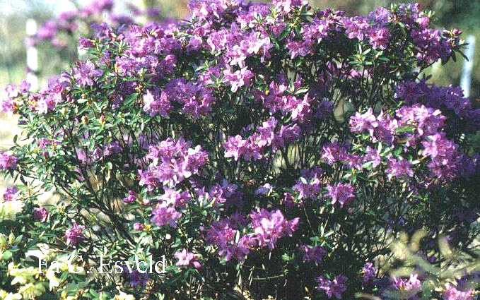 Rhododendron hippophaeoides 'Fimbriatum'