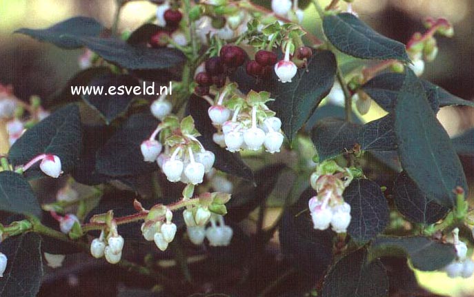 Gaultheria wisleyensis 'Pink Pixie'