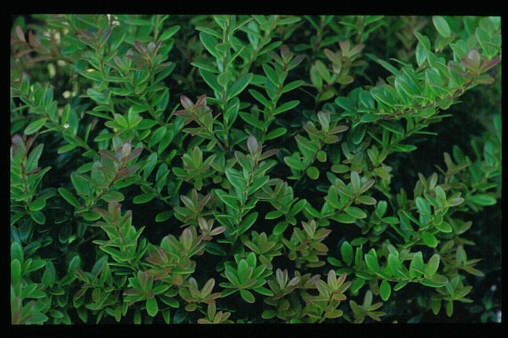 Vaccinium moupinense