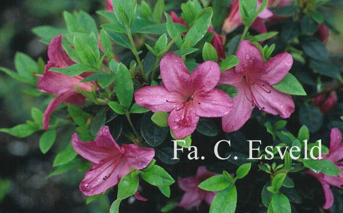 Rhododendron nakaharae 'Pink Pancake'