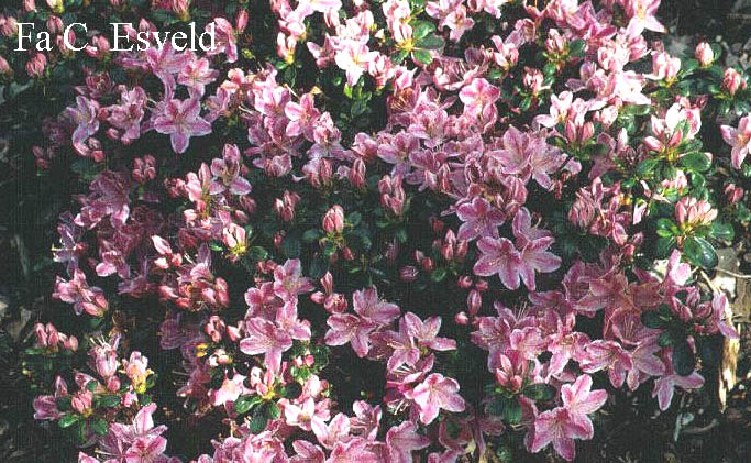 Azalea 'Kermesina Rose'