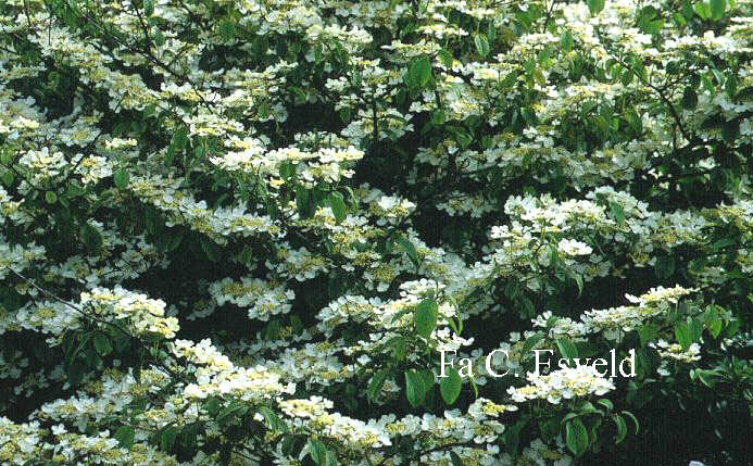 Viburnum plicatum tomentosum