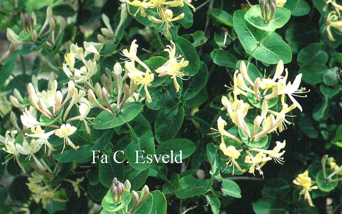 Lonicera caprifolium