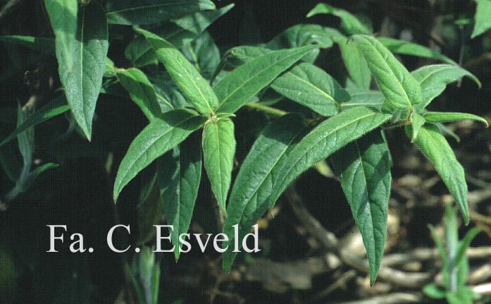 Lonicera giraldii