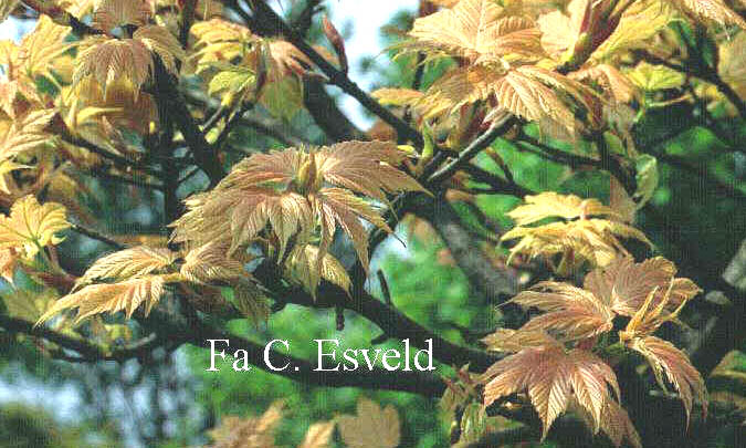 Acer pseudoplatanus 'Prinz Handjery'