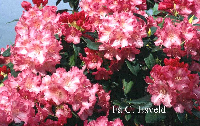 Rhododendron 'Marlis'