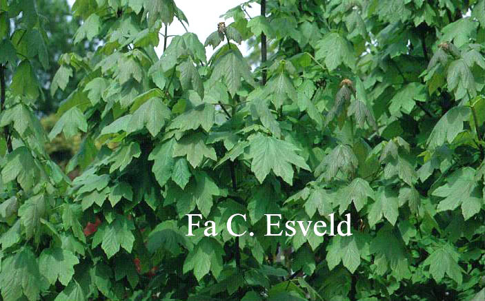 Acer hyrcanum ssp. tomentellum