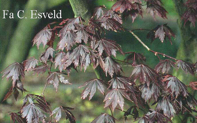 Acer shirasawanum 'Yasemin'