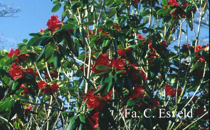 Rhododendron thomsonii