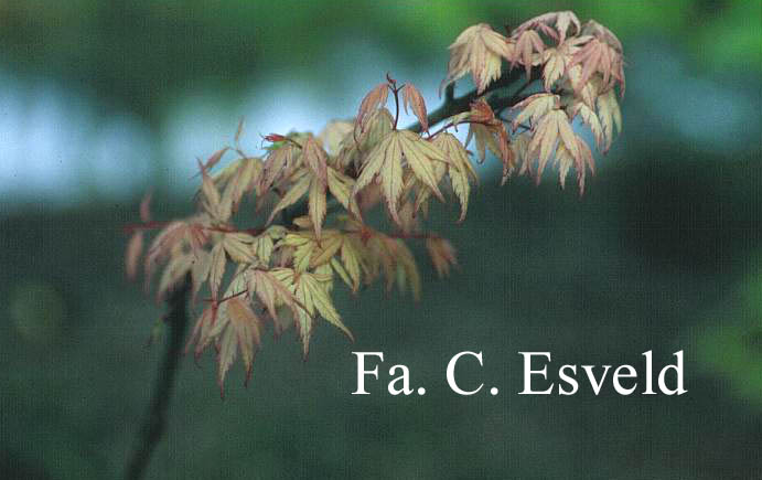 Acer palmatum 'Coral Pink'