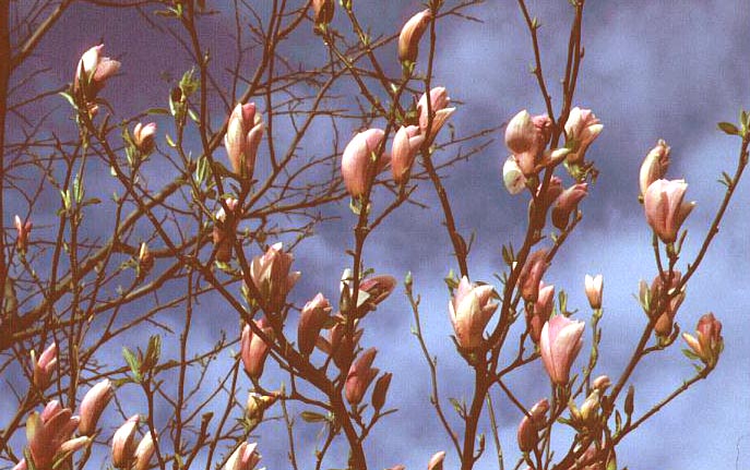 Magnolia 'Heaven Scent'