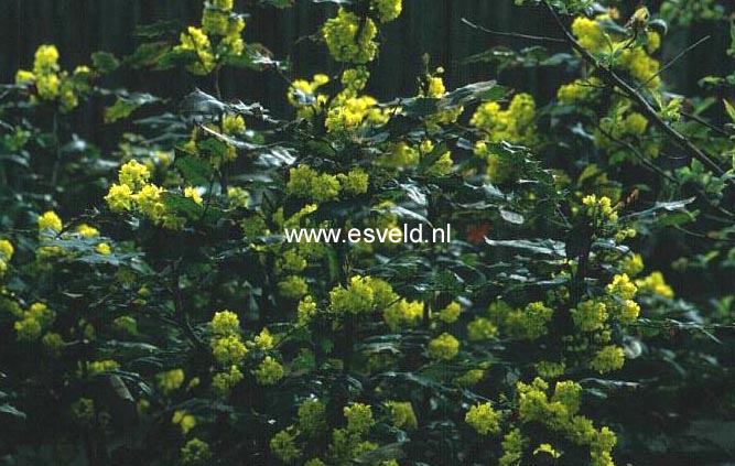 Mahonia aquifolium 'Apollo'