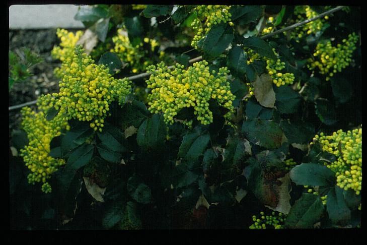 Mahonia aquifolium 'Smaragd'