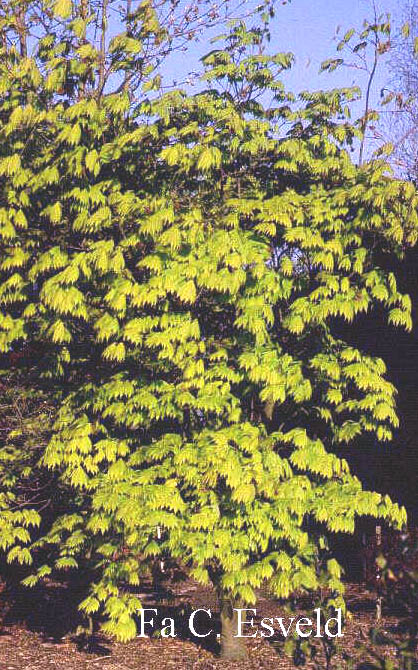 Acer japonicum 'Meigetsu'