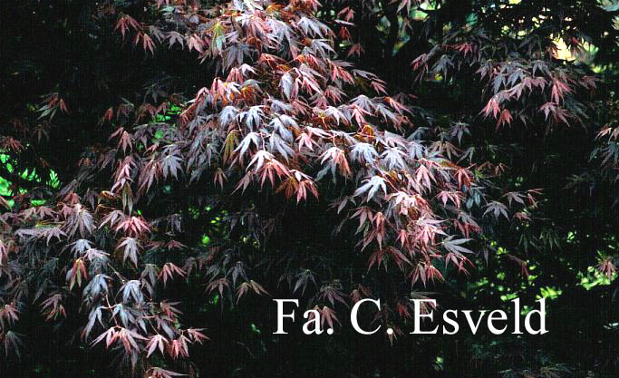 Acer palmatum 'Shikage ori nishiki'