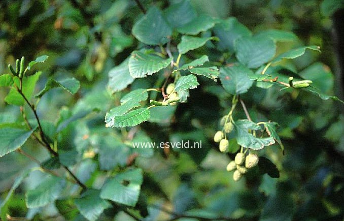 Alnus sinuata