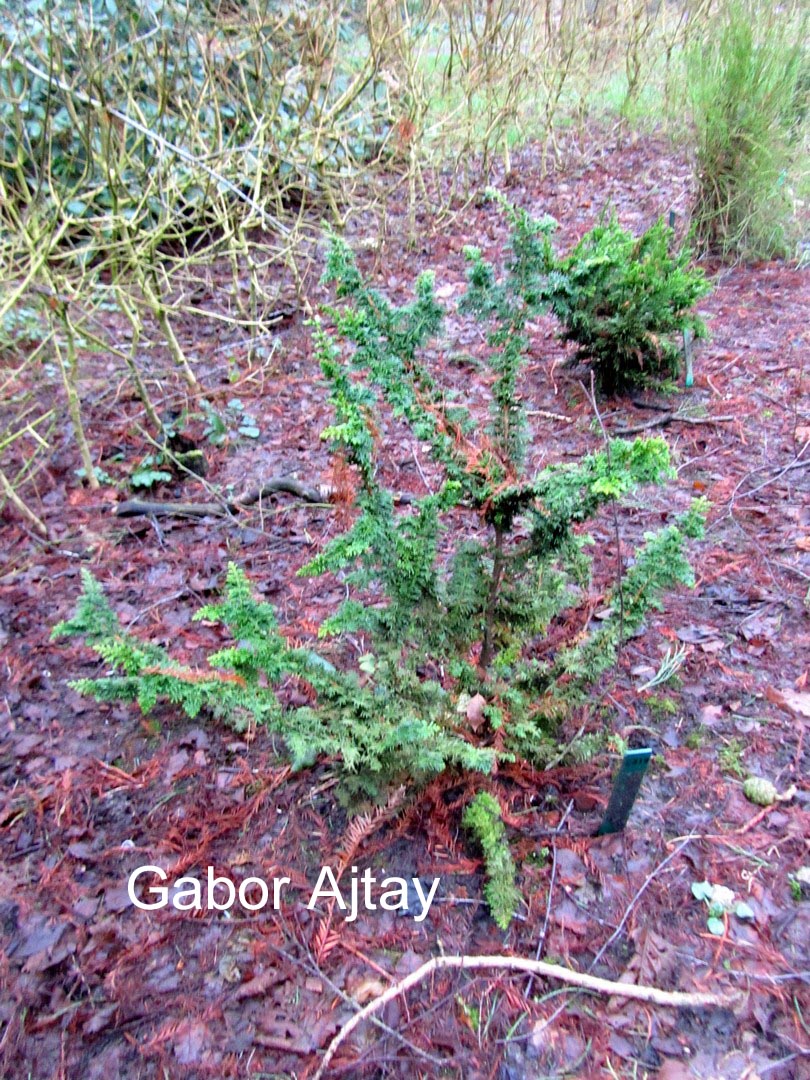 Chamaecyparis obtusa 'Teddy Bear'