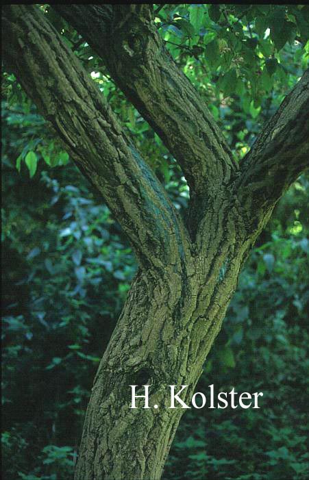 Euonymus hamiltonianus var. hians