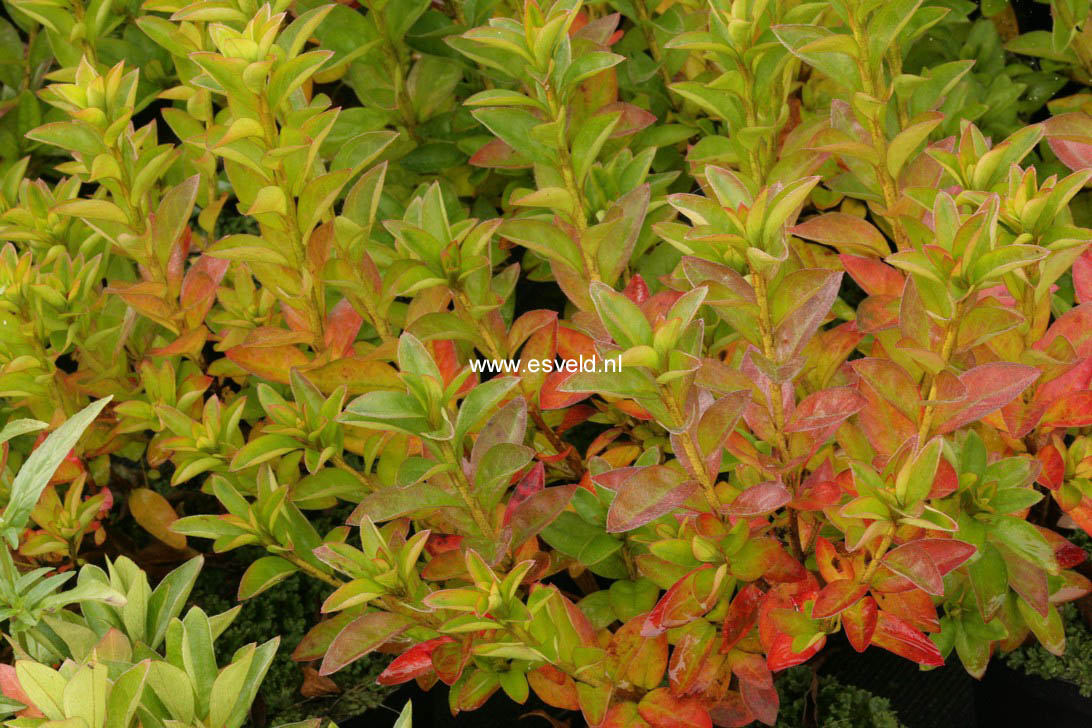 Rhododendron yedoense