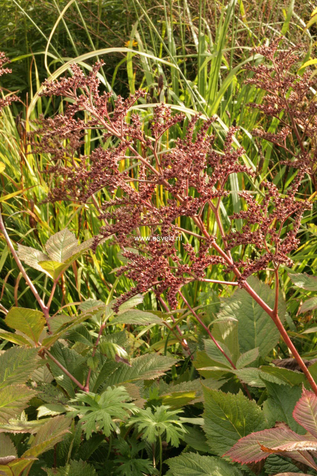 Rodgersia pinnata 'Die Amutige'