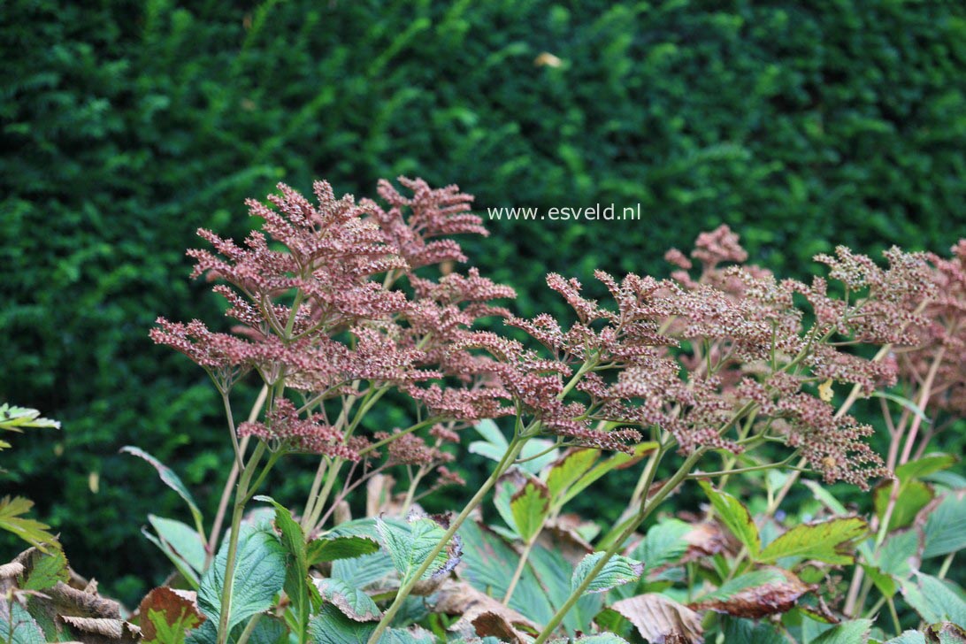 Rodgersia pinnata 'Die Sch&ouml;ne'