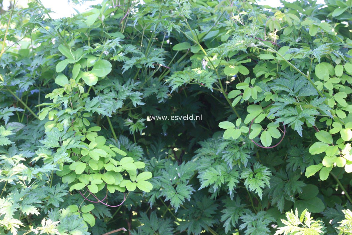 Thornless evergreen посадка и уход Thornless evergreen посадка и уход