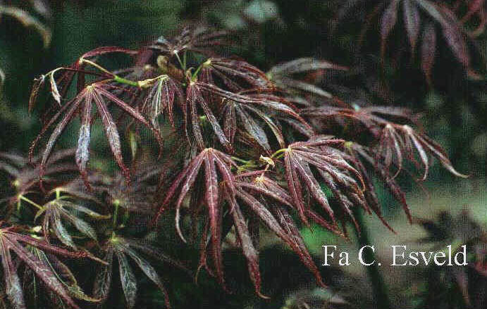 Acer palmatum 'Fior d'Arancio'
