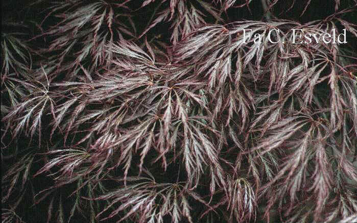 Acer palmatum 'Dissectum Nigrum'